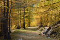 paysage_automne_154.jpg