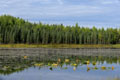 Kenai_Wildlife_107.jpg