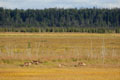 Kenai_Wildlife_138.jpg