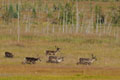 Kenai_Wildlife_140.jpg