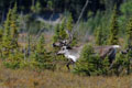 Kenai_Wildlife_144.jpg