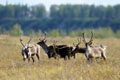 Kenai_Wildlife_156.jpg