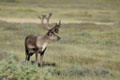 Kenai_Wildlife_161.jpg