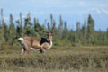 Kenai_Wildlife_175.jpg