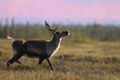 Kenai_Wildlife_179.jpg