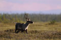 Kenai_Wildlife_180.jpg