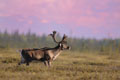 Kenai_Wildlife_181.jpg