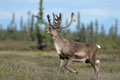 Kenai_Wildlife_187.jpg