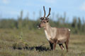 Kenai_Wildlife_189.jpg