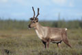 Kenai_Wildlife_197.jpg